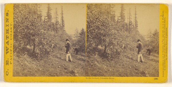 Carleton Watkins, In the Orchard, Columbia River.