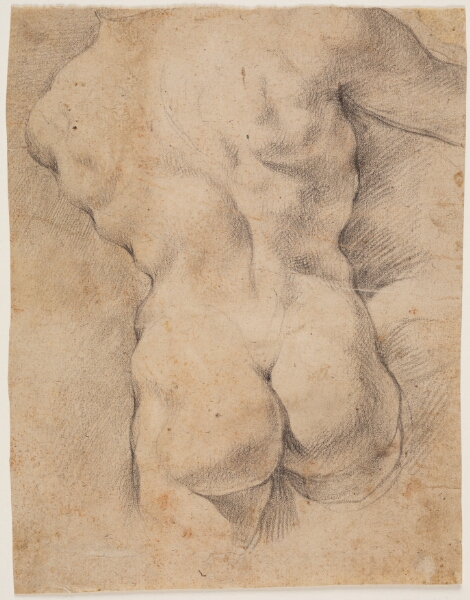 Peter Paul Rubens, Mandstorso set fra ryggen
