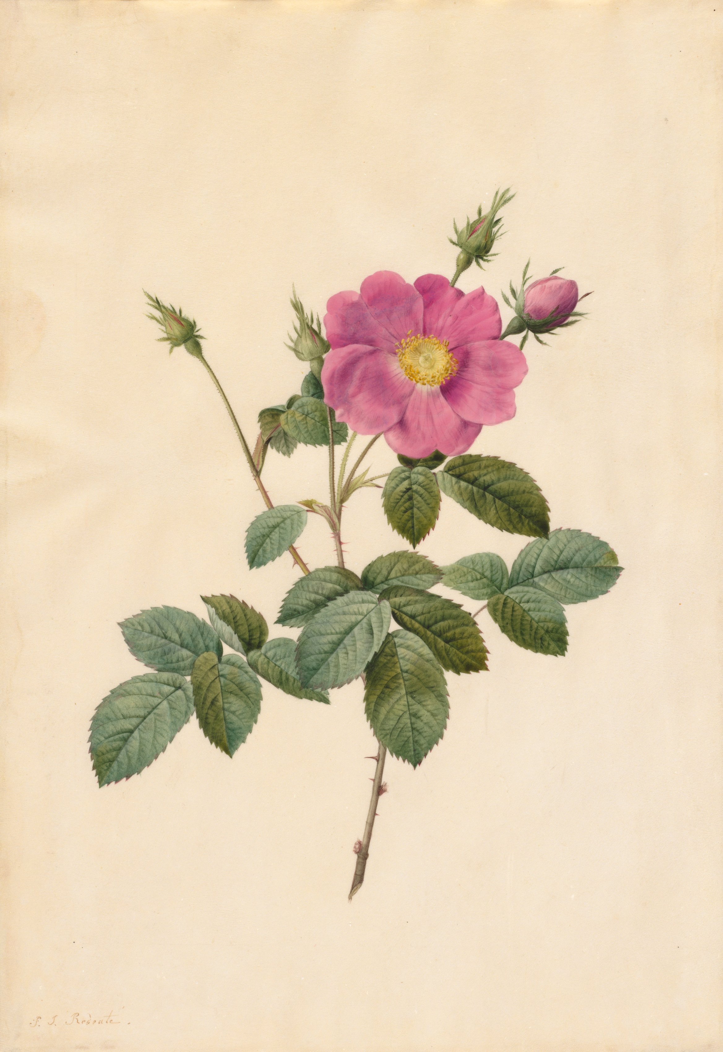 Pierre-Joseph Redouté, Cabbage Rose (Rosa Centifolia Simplex)