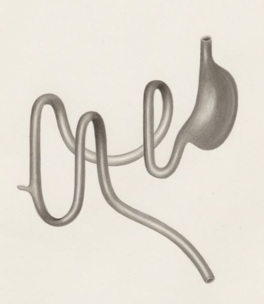 H.G Wetselaar, Digestive system