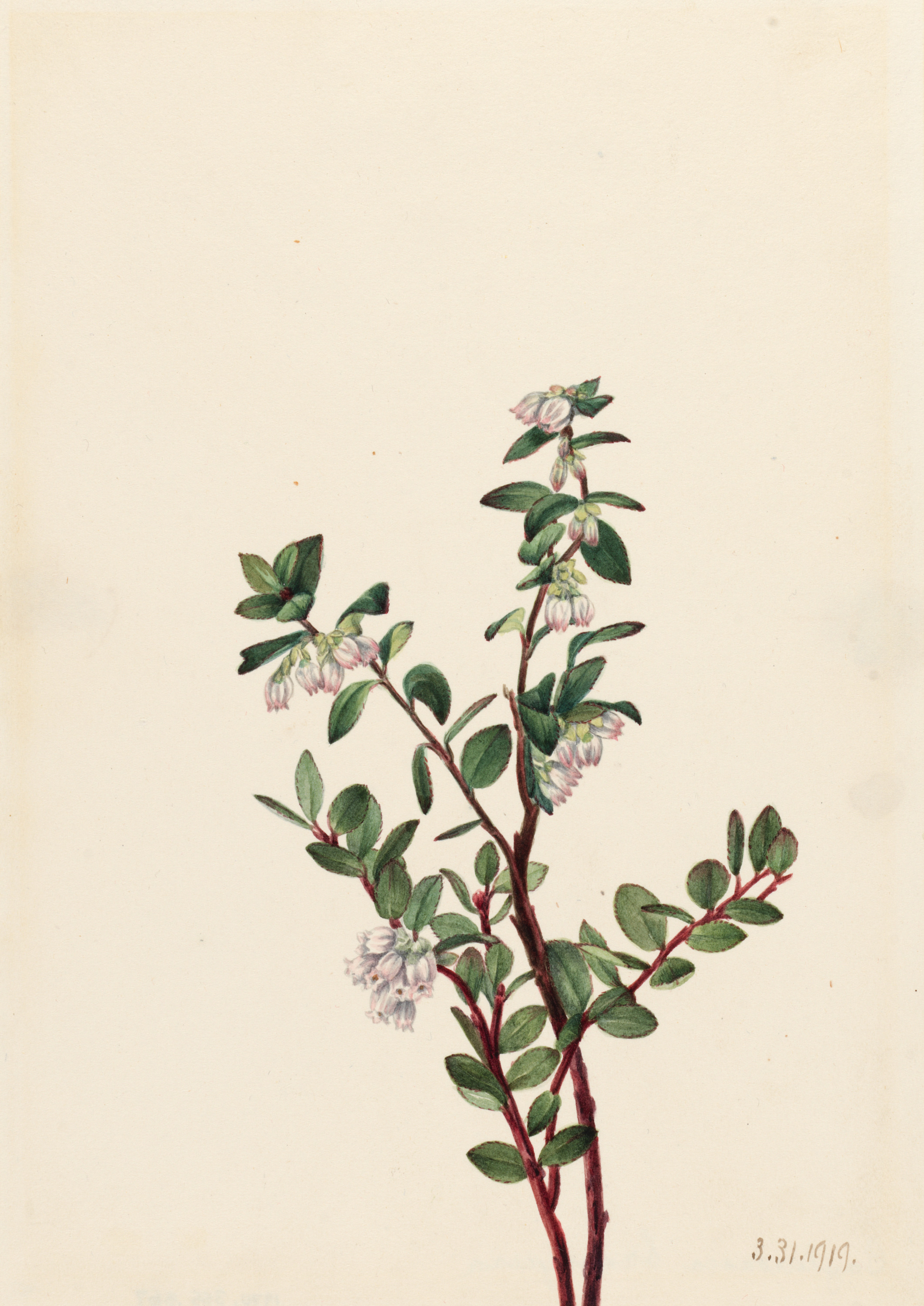 Mary Vaux Walcott, Box Huckleberry (Gaylussacia brachycera)