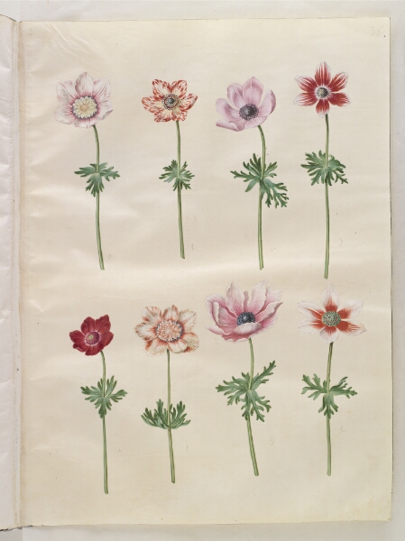 Hans Simon Holtzbecker, Anemone coronaria (fransk anemone)