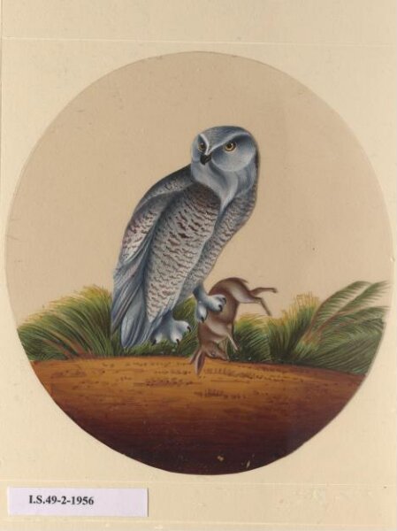 Unknown, One of twelve drawings of birds and reptiles, insects and flowers.