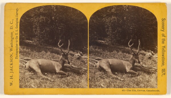William Henry Jackson, The Elk, Cervus, Canadensis.