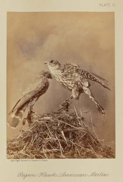 William Notman, Pigeon Hawk; American Merlin