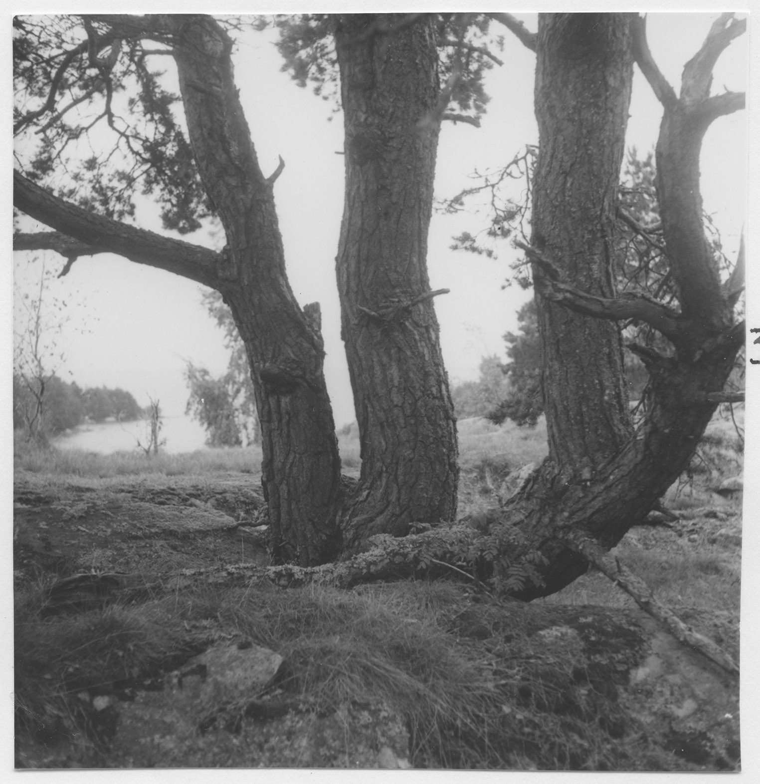 Mårten Sjöbeck, Bergön