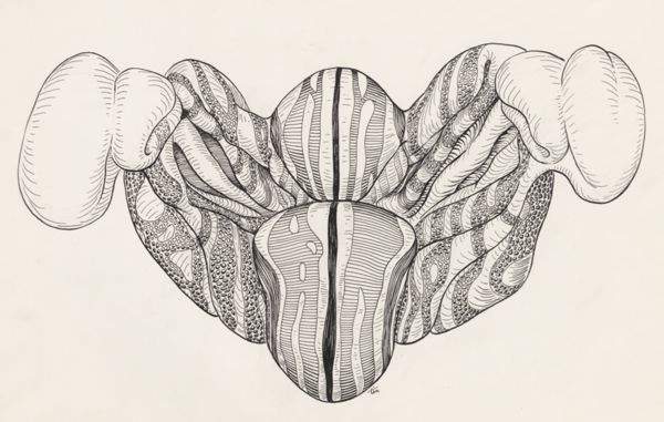 J Tinkelenberg, Part of the central nervous system