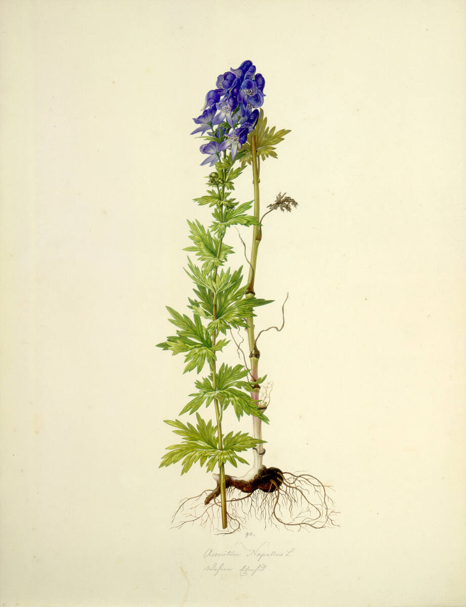 AugustRokert, Aconitum Napellus L - Blauer Eisenhut
