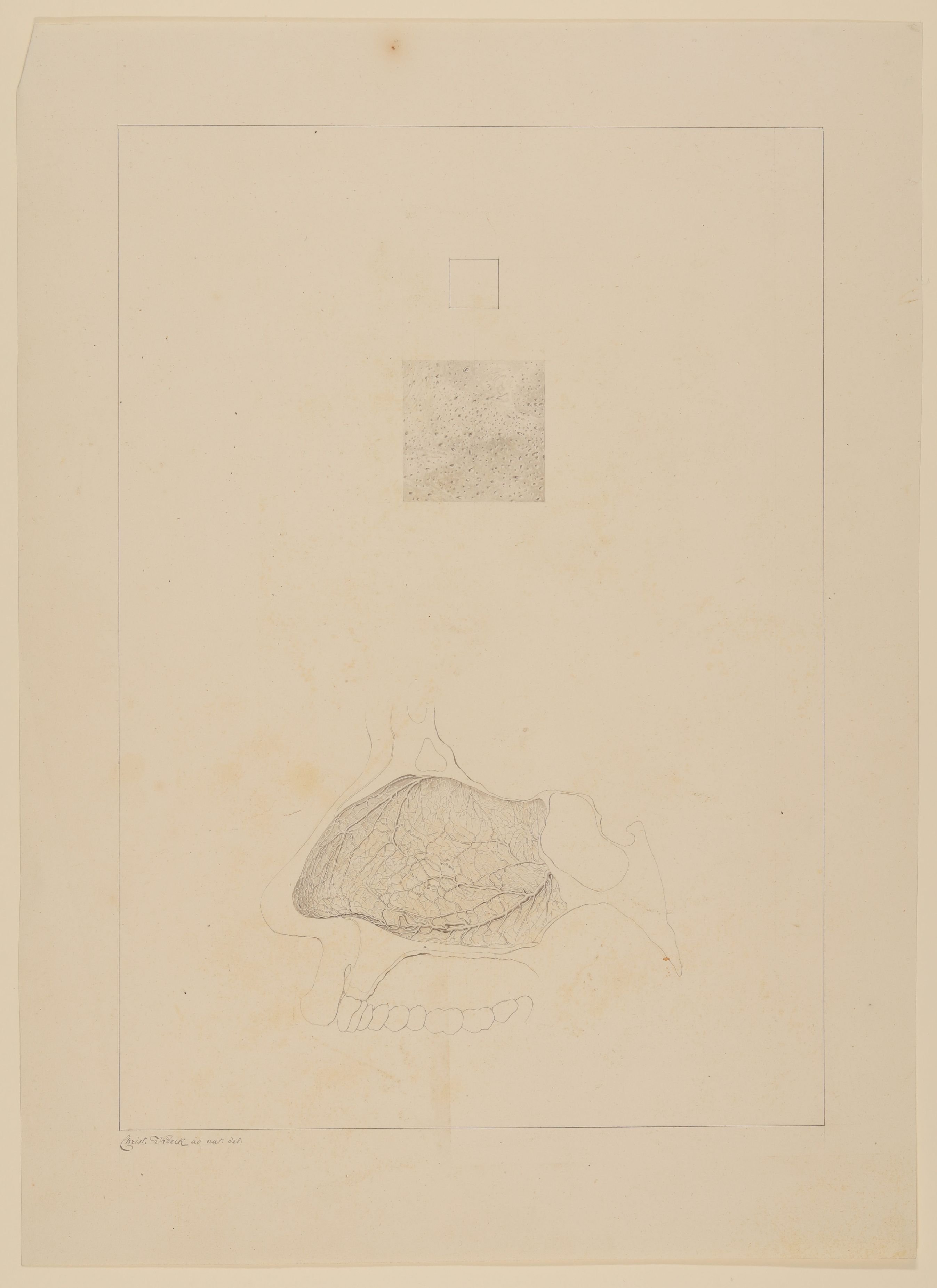 Christian Koeck, Neunfach vergrößerte Darstellung der Riechschleimhaut (oben) und Arterien der rechten Seite der Nasenscheidewand (unten) [Vorzeichnung zu Samuel Thomas Soemmerring, Abbildungen der menschlichen Organe des Geruchs, Frankfurt am Main 1809, Tafel 2, Fig. II und V ("schattierte" Darstellung)]