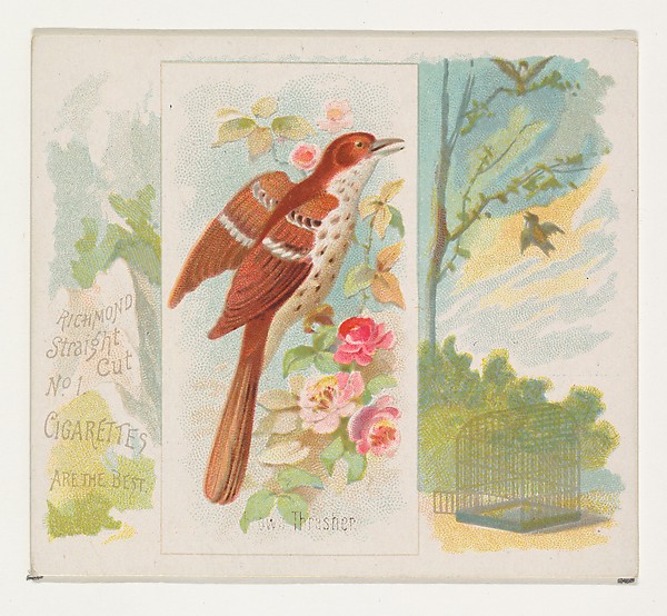 Allen & Ginter, Brown Thrasher, from the Song Birds of the World series (N42) for Allen & Ginter Cigarettes