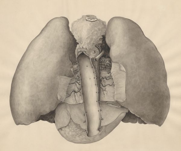 J Tinkelenberg, Heart and adjacent organs