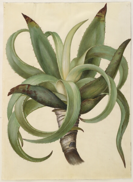Hans Simon Holtzbecker, Aloe (aloe)