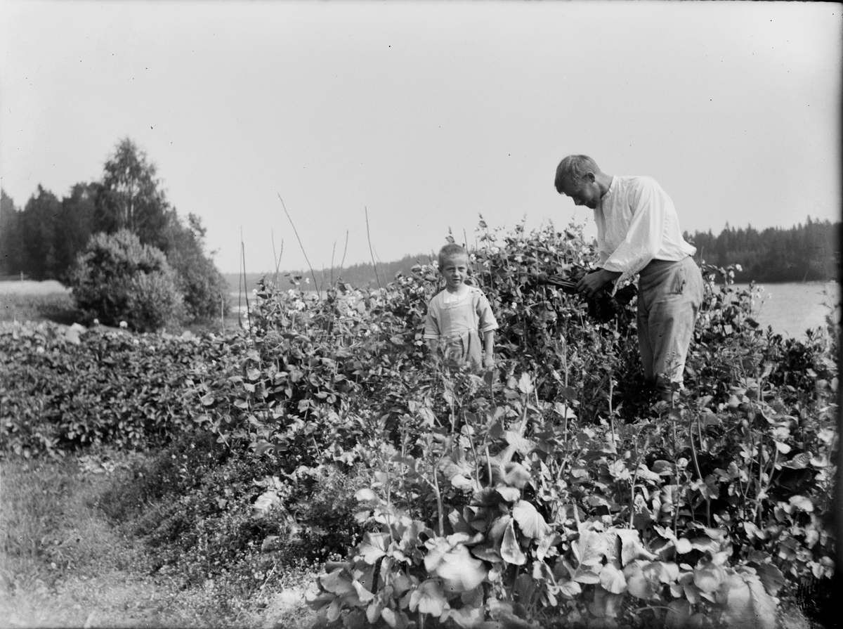 Josef Ärnström, Sannolikt Josef Ärnström med sonen Rolf i köksträdgårdslandet