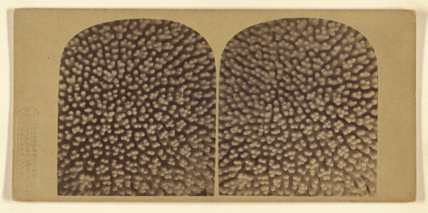 London Stereoscopic and Photographic Company, A Fine Specimen of Coral. One of the Most Striking of Stereoscopic Objects.