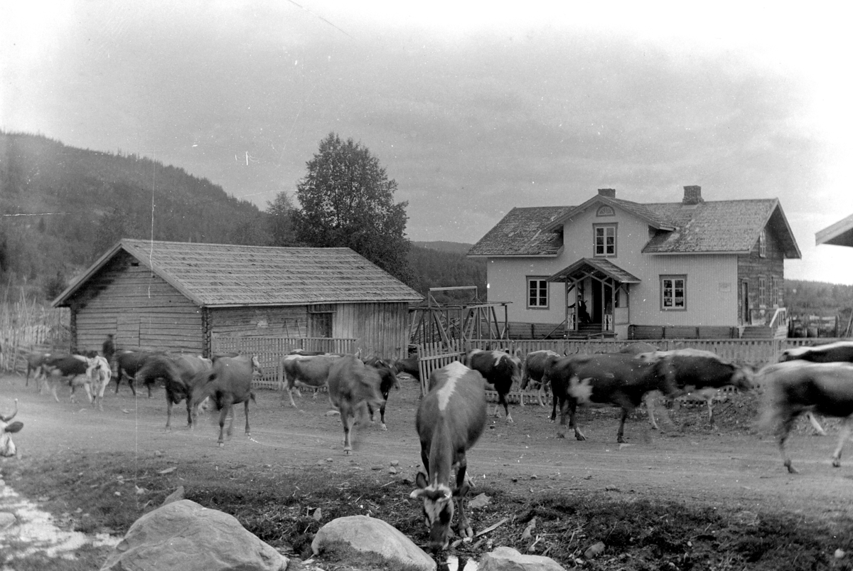 Ole Hansen Løken, KU TIL SETERS, PASSERER LANDHANDLERI I ARNEBERG I ÅSMARKA CA 1910. KYR PÅ VEG TIL SOMMERBEITE I RINGSAKERFJELLET.