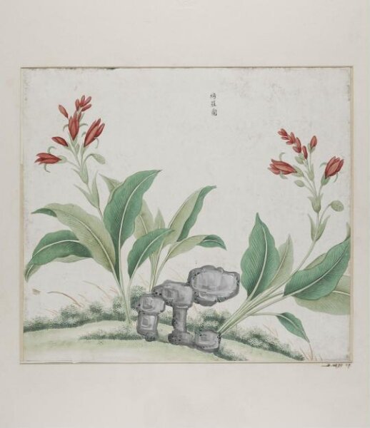 Unknown, Yi luo lan
