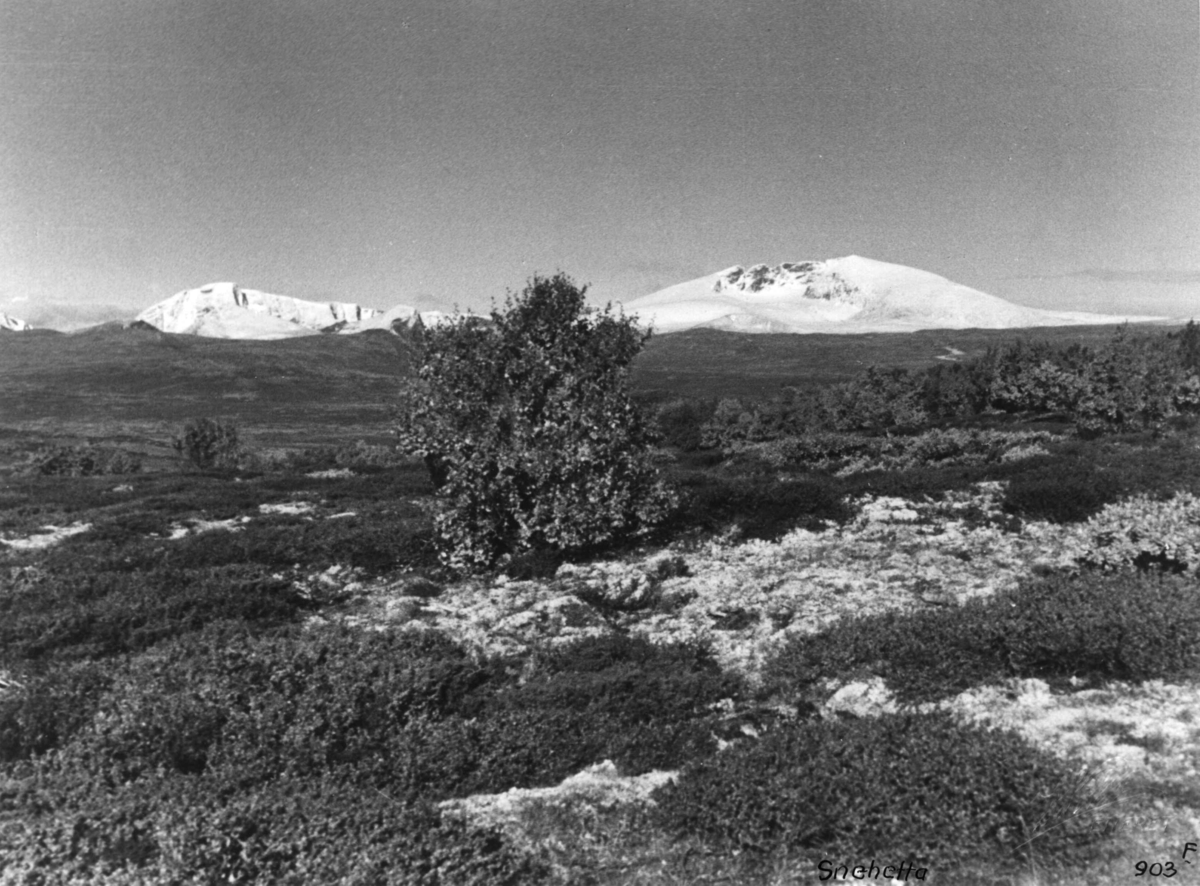 Anders Beer Wilse, Snohetta, Svånåtindan, Fjellvidde.