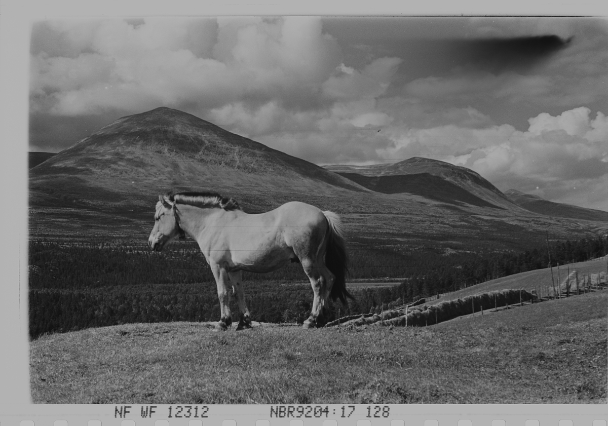 Anders Beer Wilse, Prot: Hest. Rondane