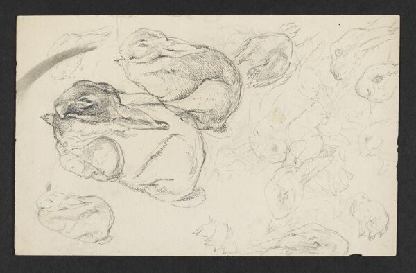 Potter, Beatrix, drawing