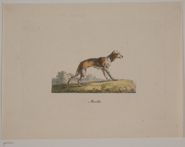 Christian David Gebauer, Minette
