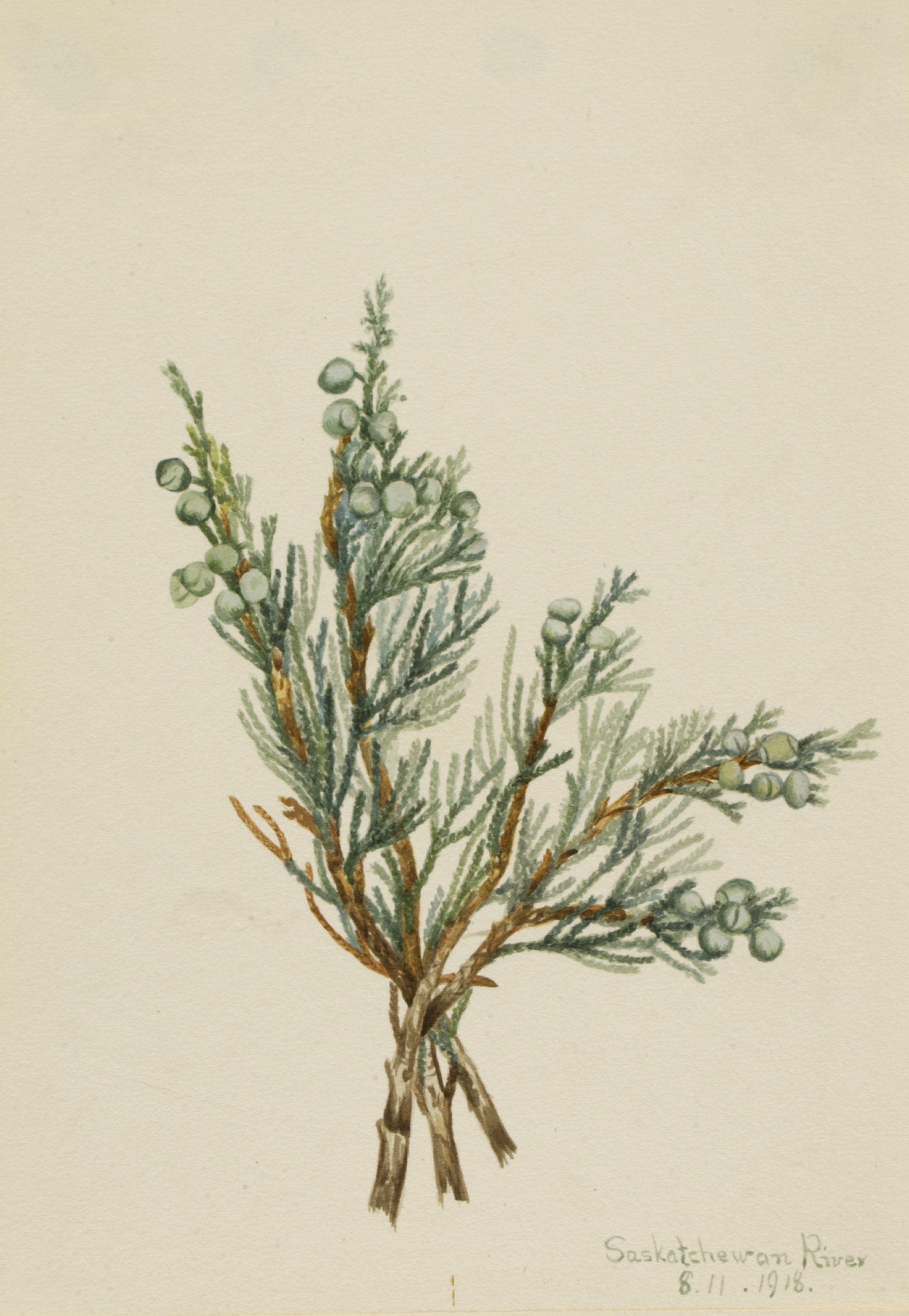 Mary Vaux Walcott, Creeping Juniper (Juniperus horizontalis)