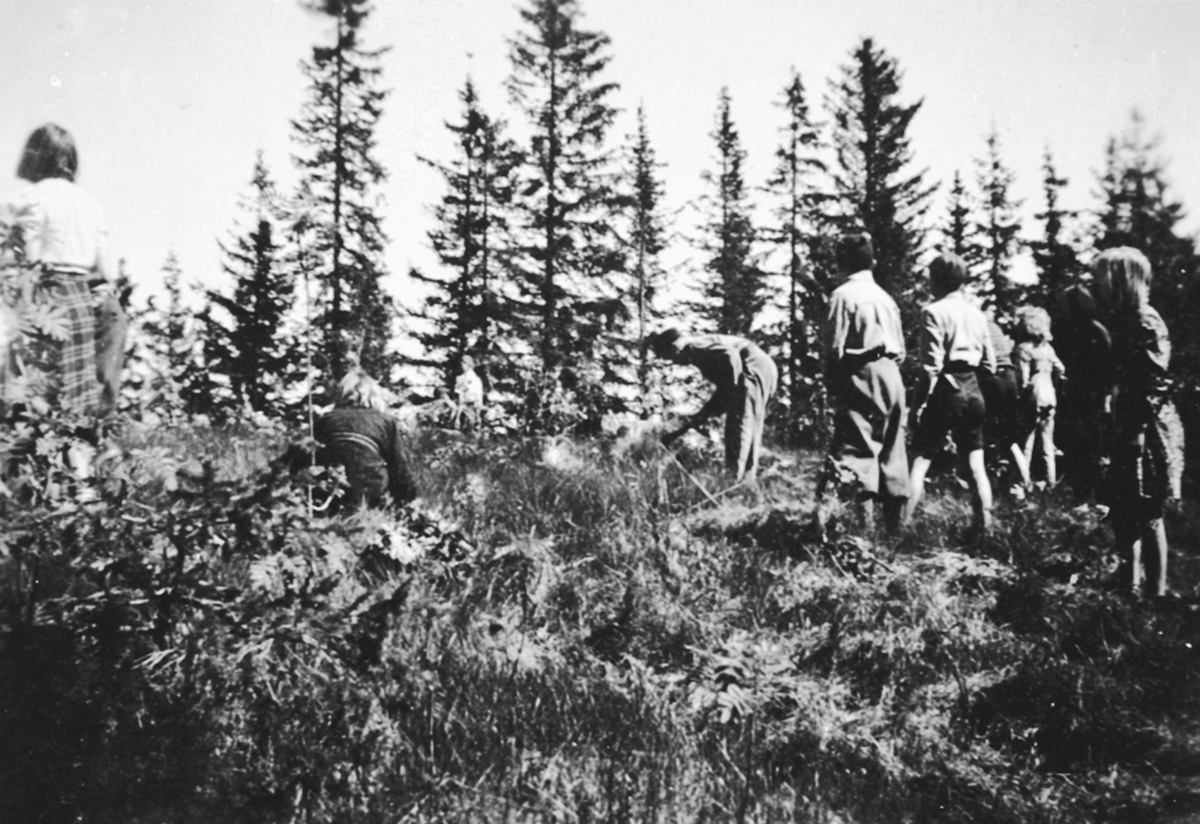 Anno Domkirkeodden, Skogplanting på Eiksberget av elever fra Helgøya skole.