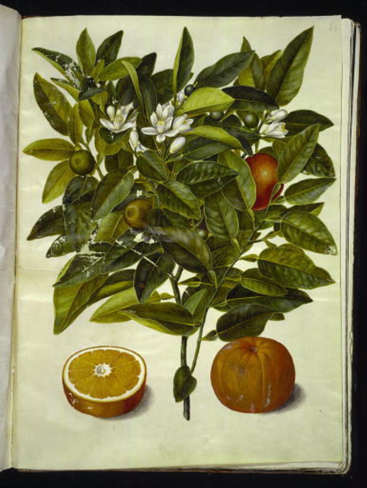 Hans Simon Holtzbecker, Citrus sinensis (appelsin)