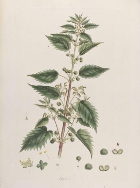 John Miller, Print