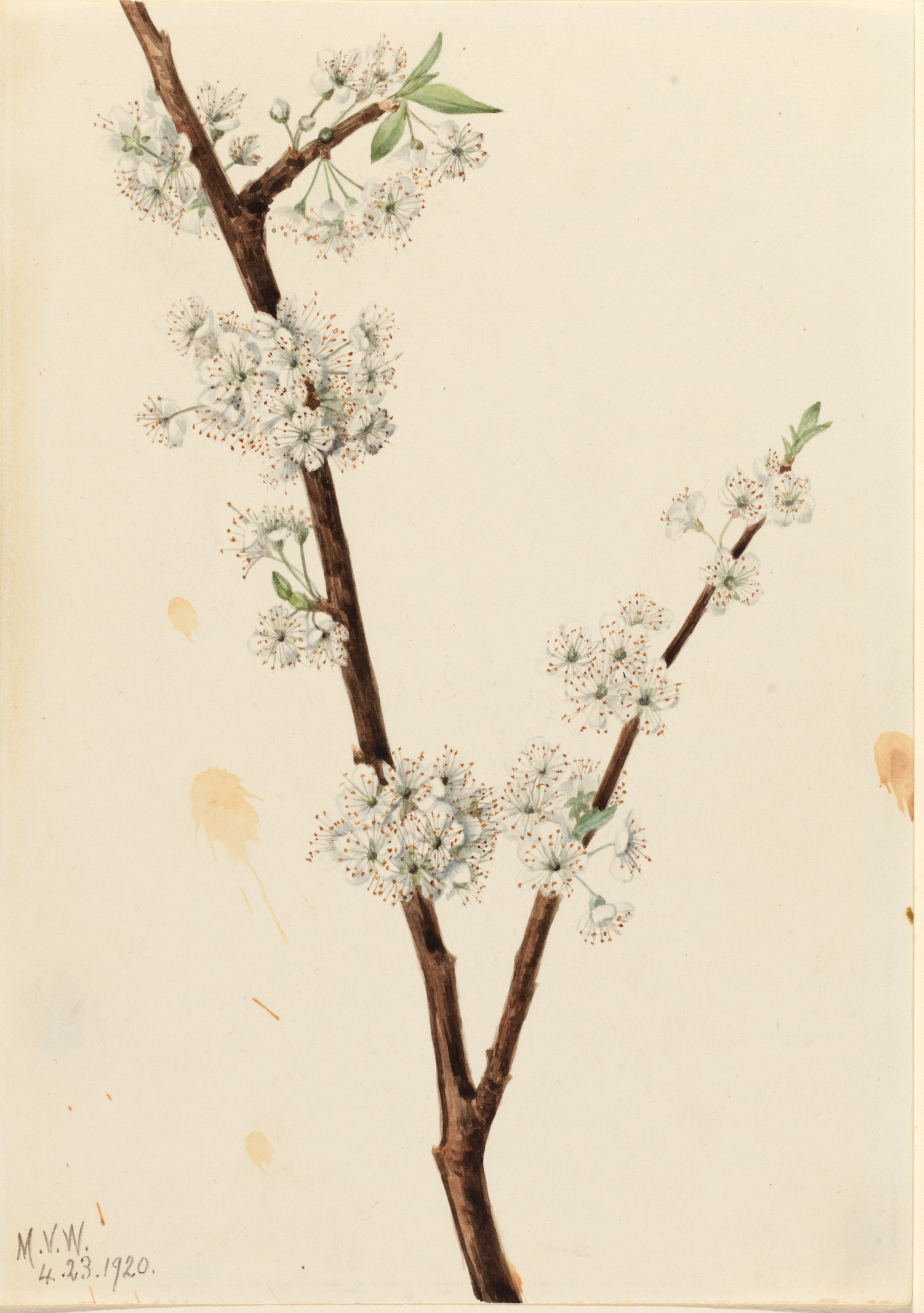 Mary Vaux Walcott, Chickasaw Plum (Prunus angustifolia)