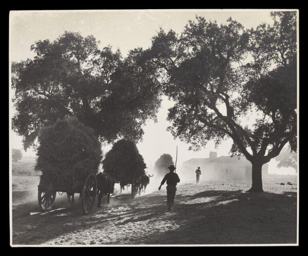 Hardy, Bert, Portuguese Rice Harvest