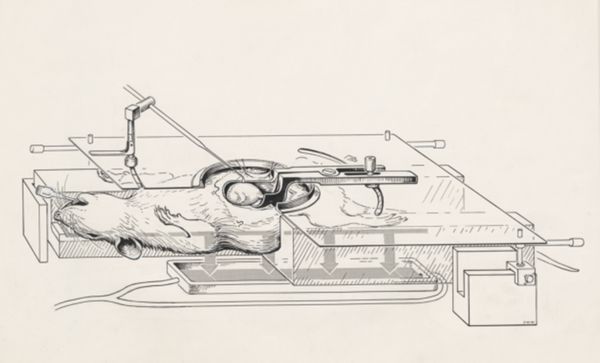 J Wetselaar-Whittaker, Surgery on a rat embryo