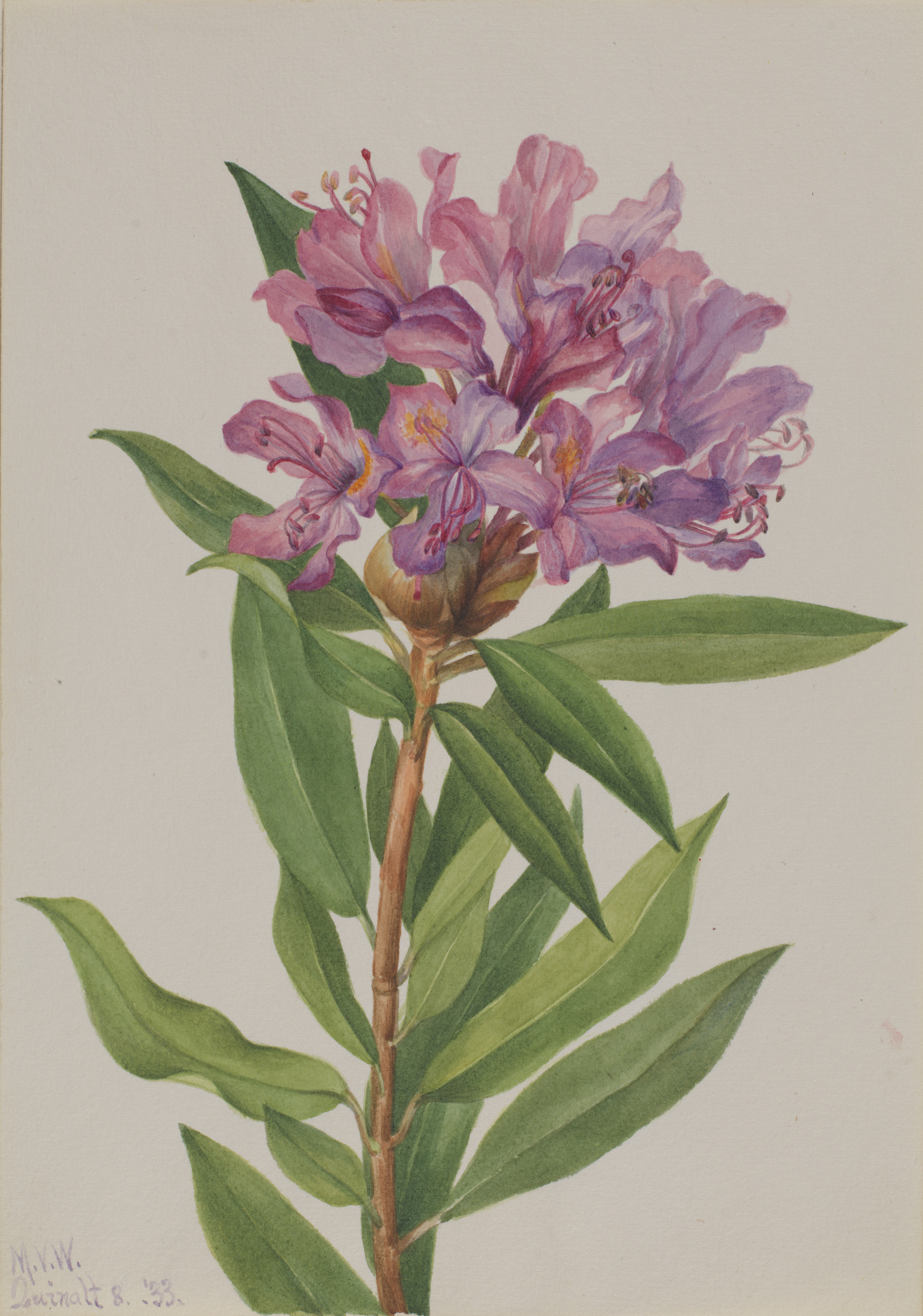 Mary Vaux Walcott, California Rose-Bay (Rhododendron californicum)