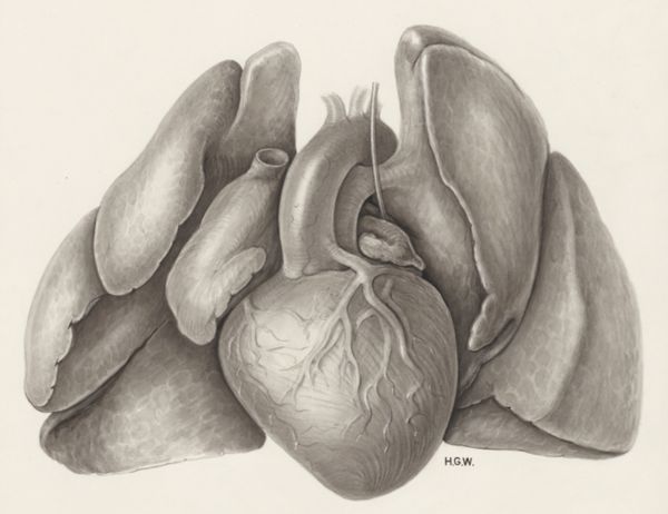 H.G Wetselaar, Heart and adjacent organs