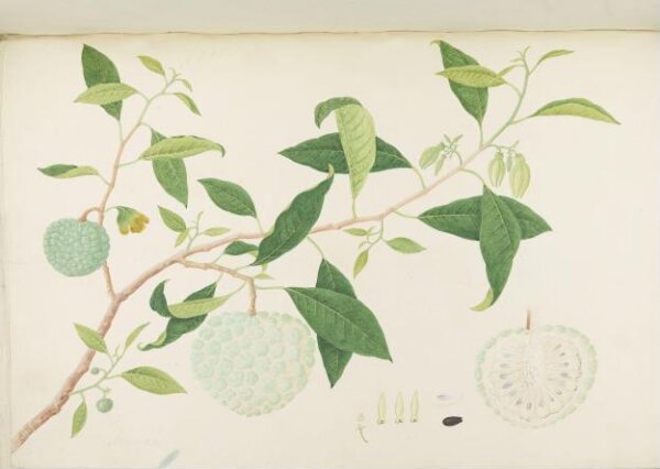 unknown, Flowers and Fruits