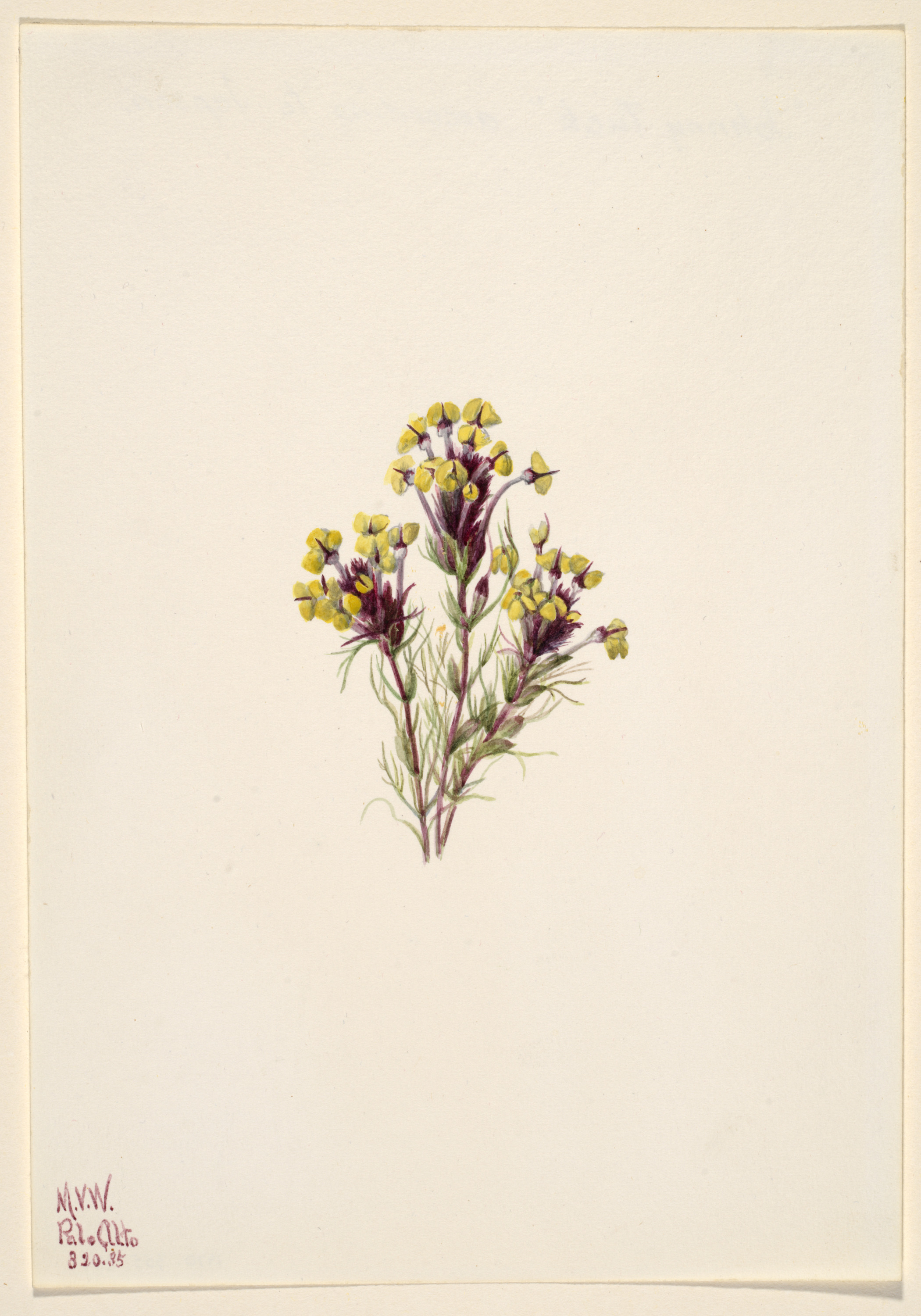 Mary Vaux Walcott, Owl's Clover (Orthocarpus erianthus)