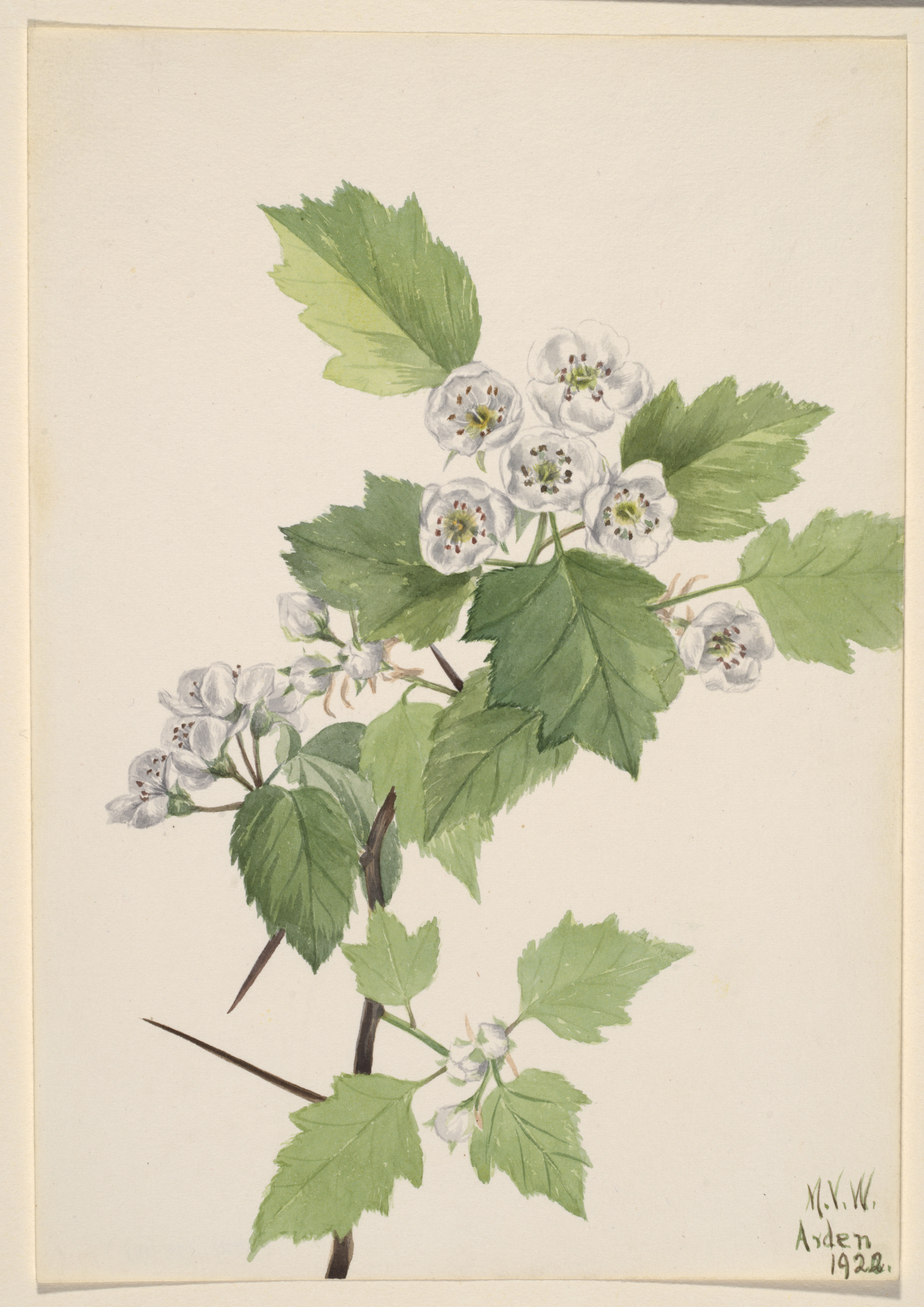 Mary Vaux Walcott, Thicket Hawthorn (Crataegus coccinea)
