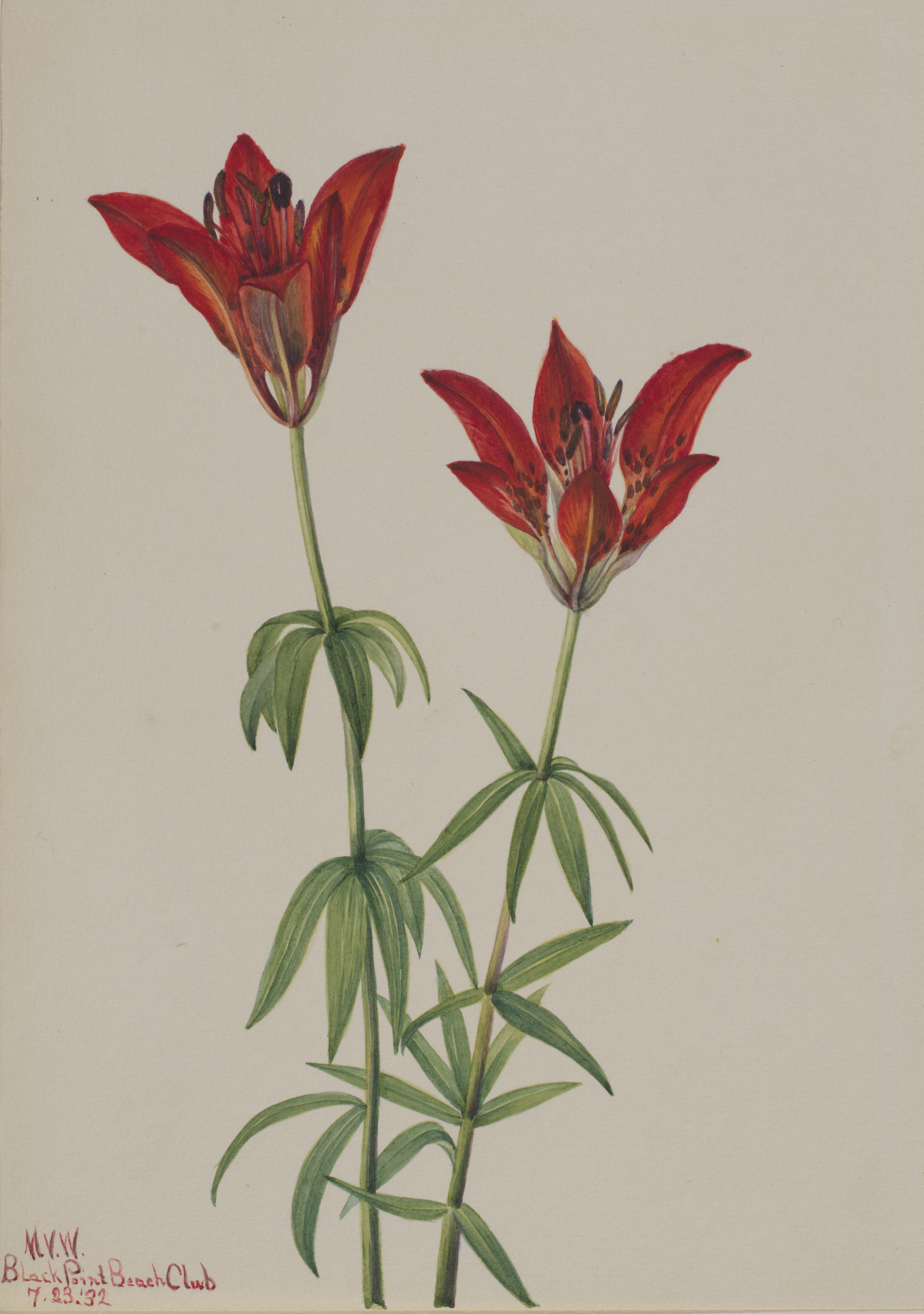 Mary Vaux Walcott, Wood Lily (Lilium philadelphicum)
