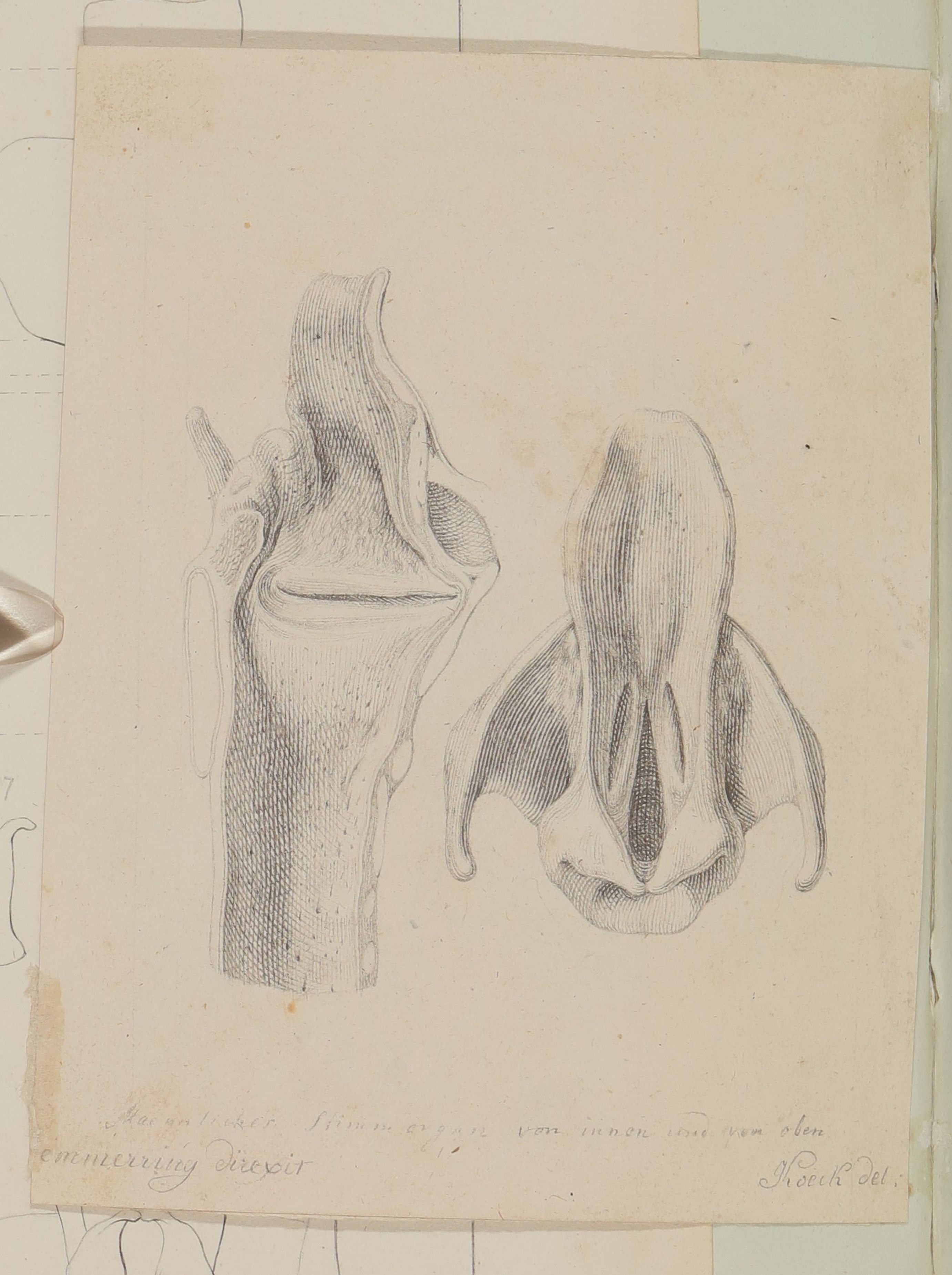 Christian Koeck, Menschliches Stimmorgan von innen und von oben [Vorzeichnung zu Samuel Thomas Soemmerring, Abbildungen der menschlichen Organe des Geschmackes und der Stimme, Frankfurt am Main 1806 ("schattierte" Darstellung), Fig. 5 und 4]