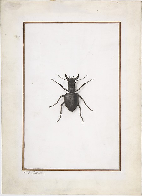 Pierre Joseph Redouté, A Stag Beetle