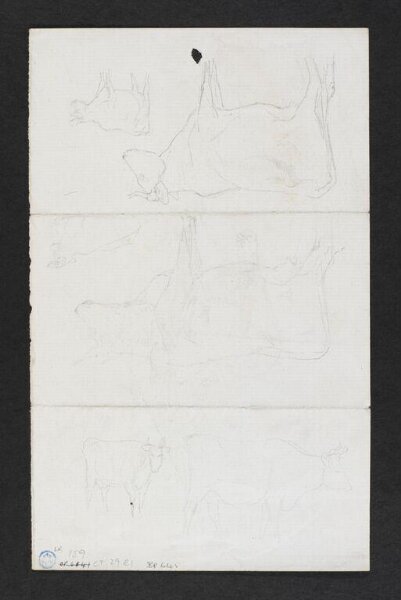 Potter, Beatrix, drawing