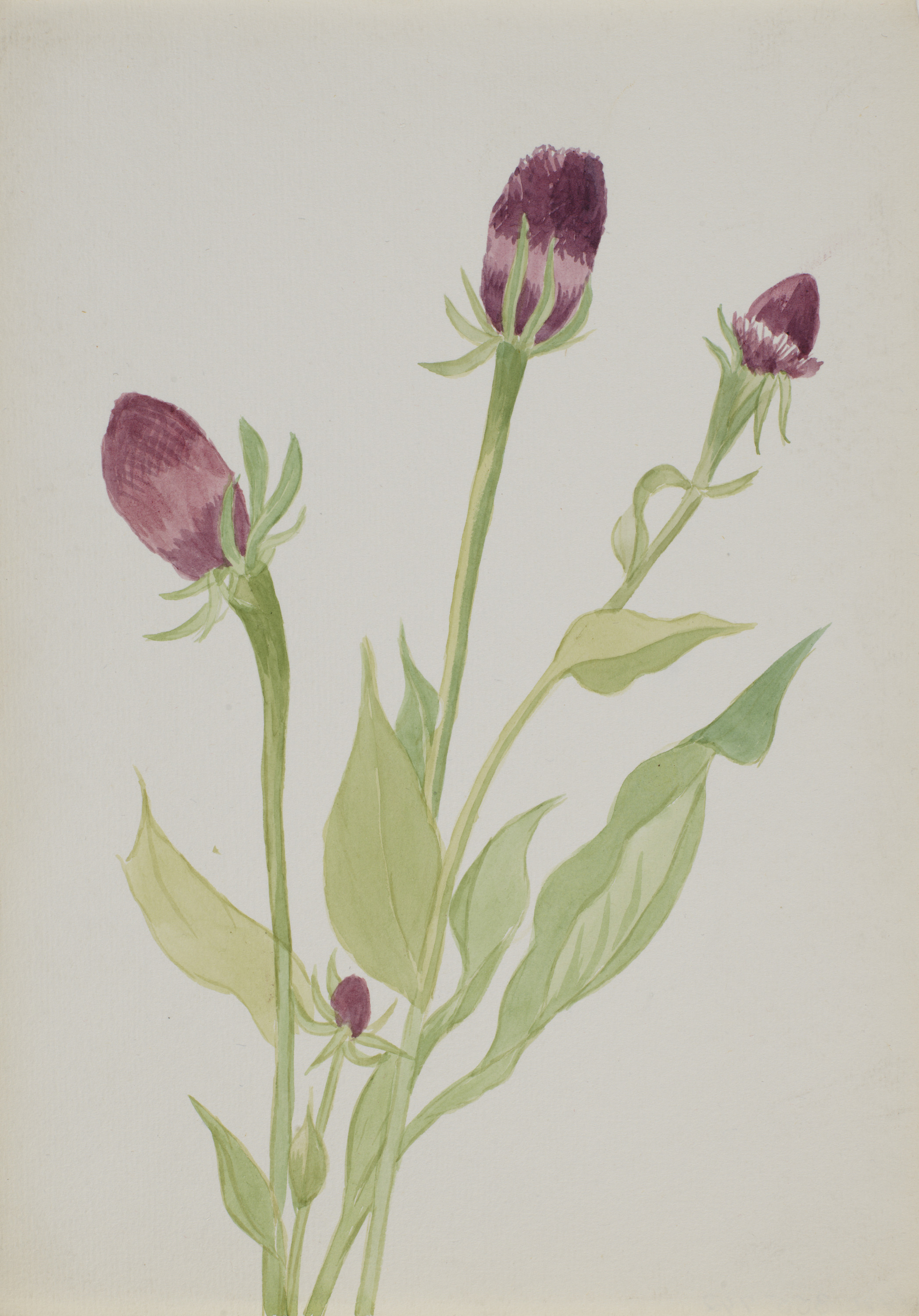 Mary Vaux Walcott, (Untitled--Flower Study)
