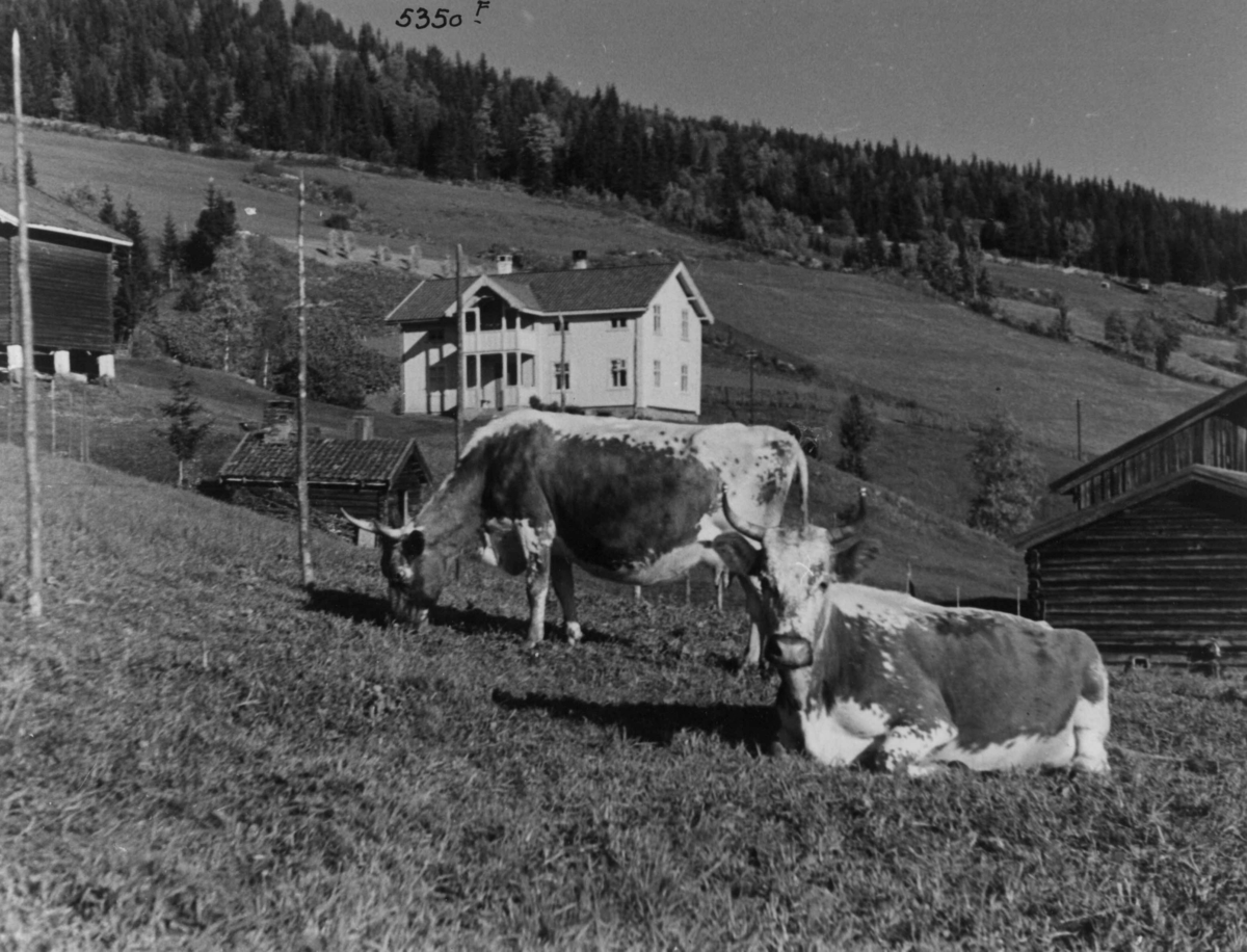 Anders Beer Wilse, Landbruk, Husdyrhold