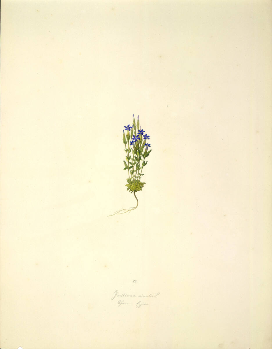 AugustRokert, Gentiana nivalis L - Schnee-Enzian