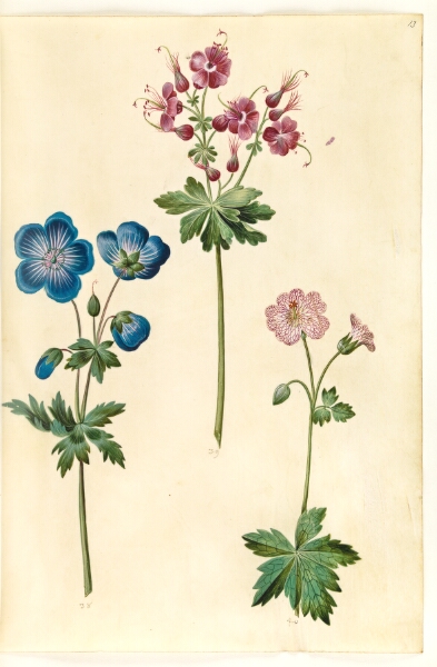 Hans Simon Holtzbecker, Geranium pratense (eng-storkenæb); Geranium phaeum (bølgekronet storkenæb); Geranium versicolor (net-storkenæb)