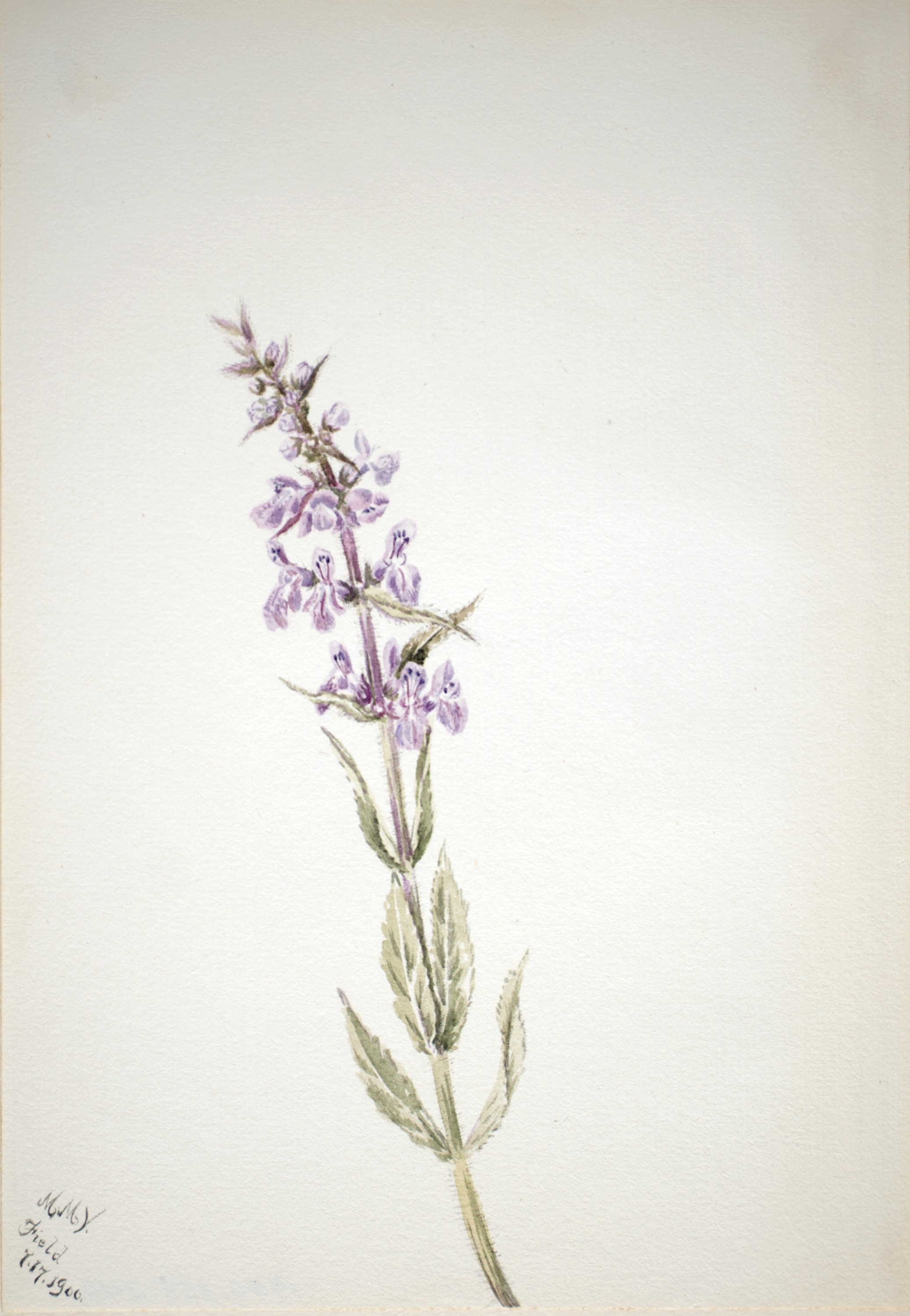 Mary Vaux Walcott, Untitled--Flower Study