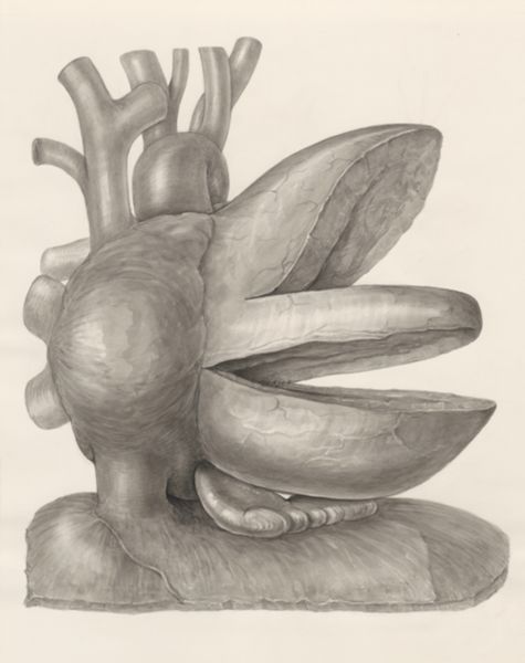 H.G Wetselaar, Heart and adjacent organs