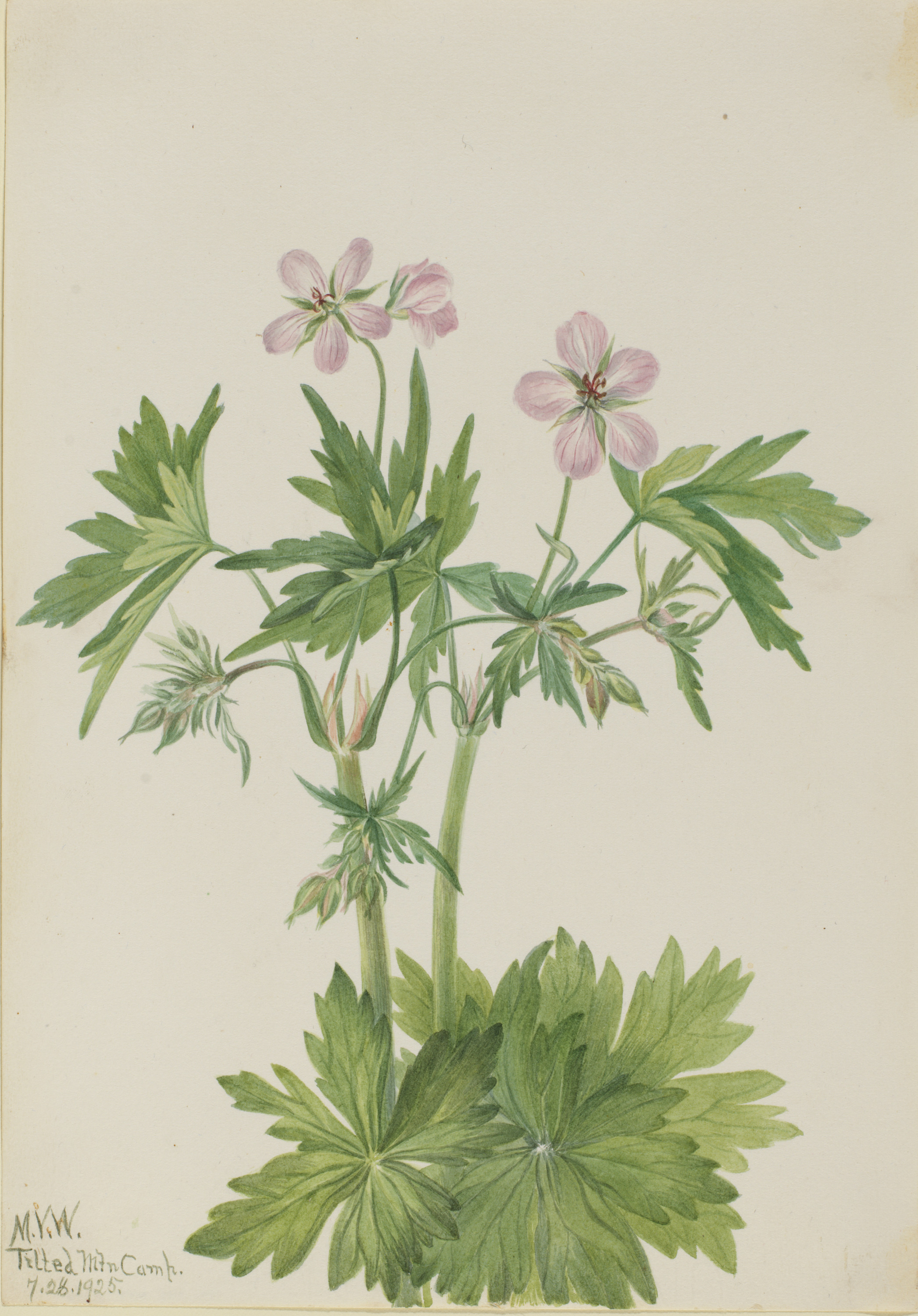 Mary Vaux Walcott, Western Cranesbill (Geranium viscosissimum)