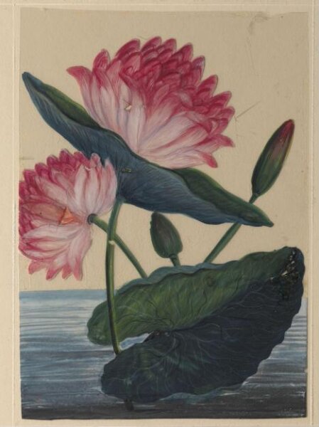 Unknown, One of eighteen drawings of flowers.