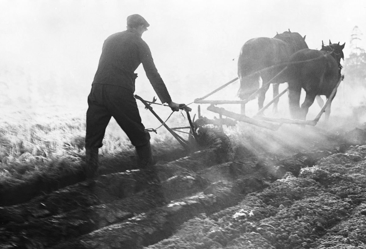 Anders Beer Wilse, Prot: Höstplöiing - Kongsgård