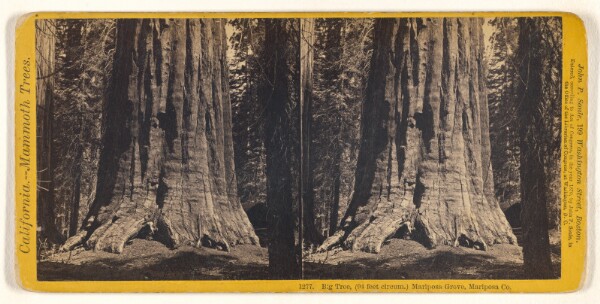 John P. Soule, Big Tree, (94 feet circum.) Mariposa Grove, Mariposa Co.